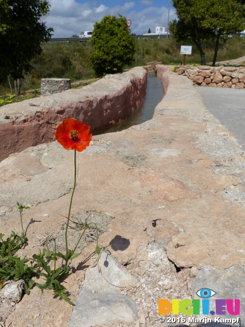 FZ026699 Poppy on old irigation canal